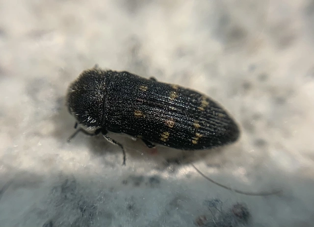 Acmaeoderella flavofasciata - sárgacsíkos zömökdíszbogár