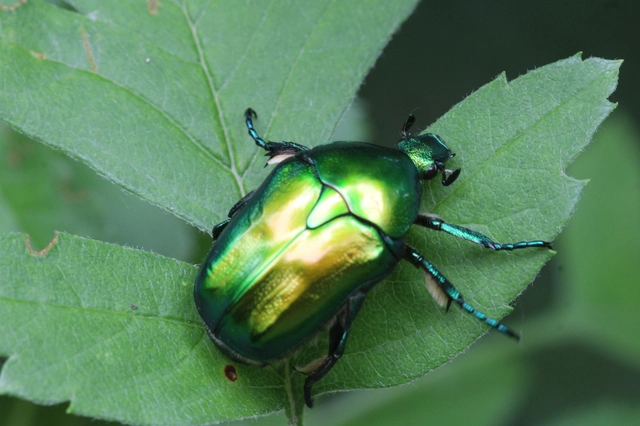 Protaetia affinis - smaragdzöld virágbogár