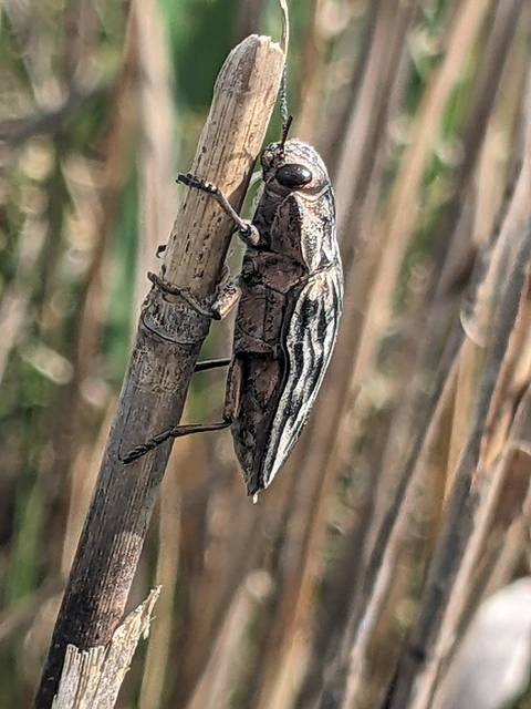 Chalcophora mariana - nagy fenyvesdíszbogár