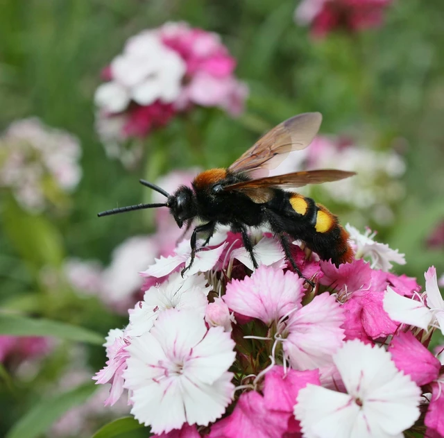 Megascolia maculata - óriás-tőrösdarázs