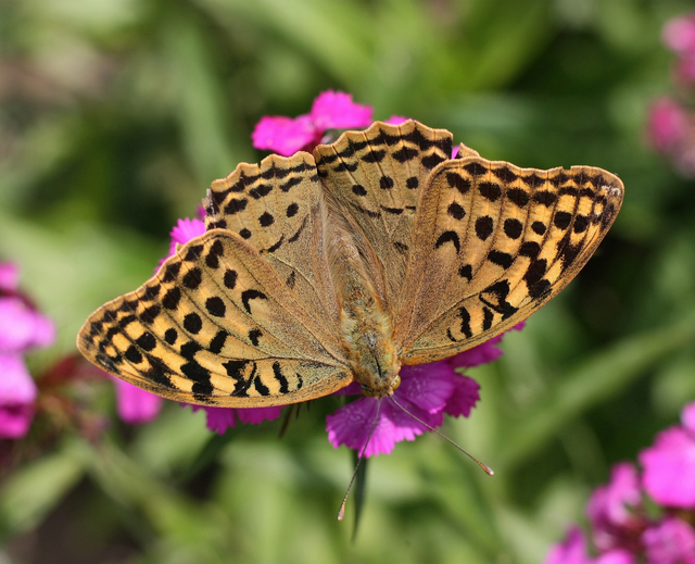 Argynnis pandora - zöldes gyöngyházlepke