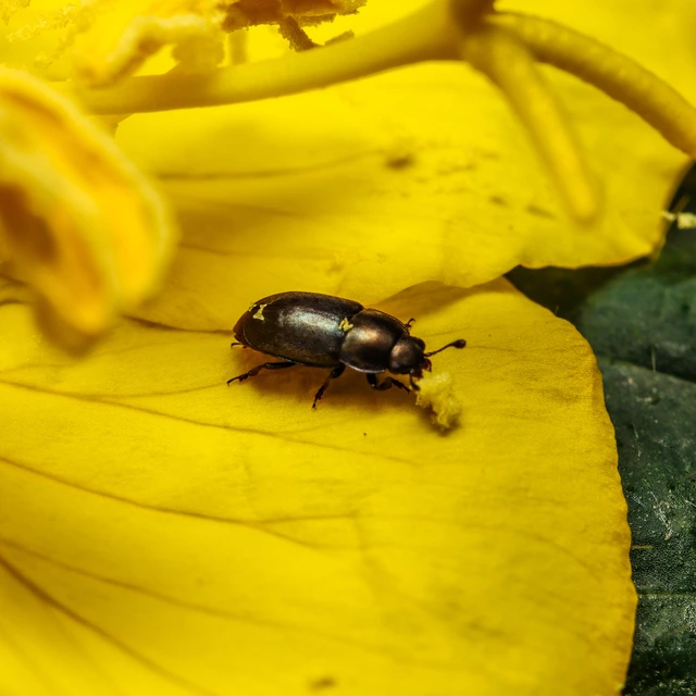 Meligethinae Meligethinae