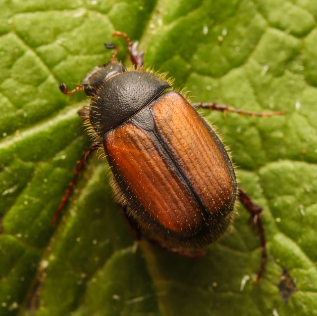 Omaloplia nigromarginata - szegélyes kiscserebogár