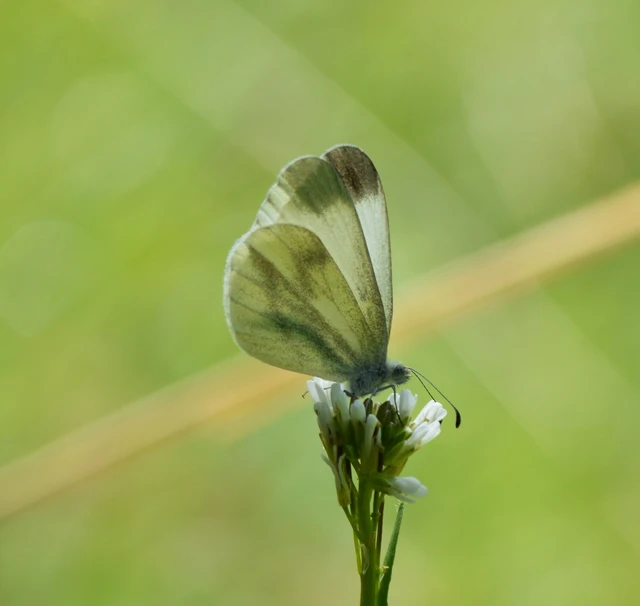 Leptidea sinapis - mustárlepke