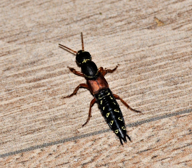 Staphylinus caesareus - aranysujtásos holyva