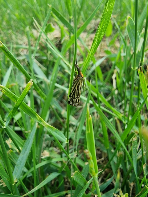 Chrysocramboides craterella - rácsos fűgyökérmoly