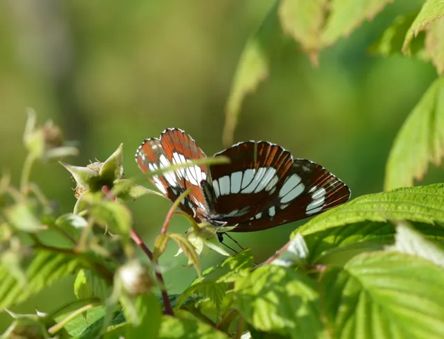 Neptis rivularis - nagy fehérsávoslepke