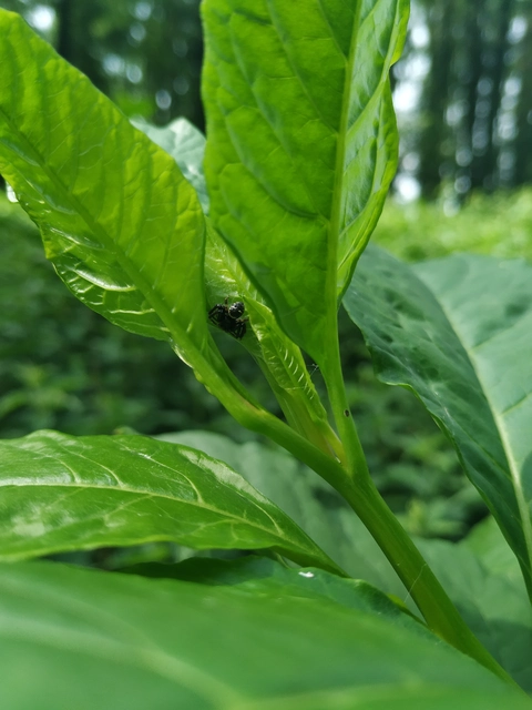 Synema globosum/ornatum