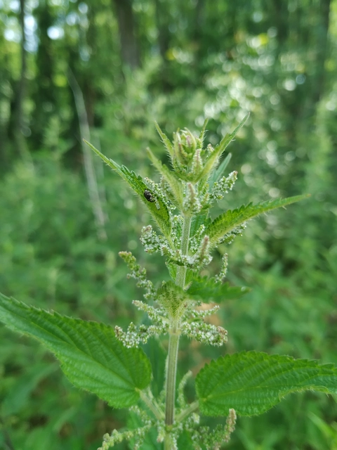 Nedyus quadrimaculatus - közönséges csalánormányos
