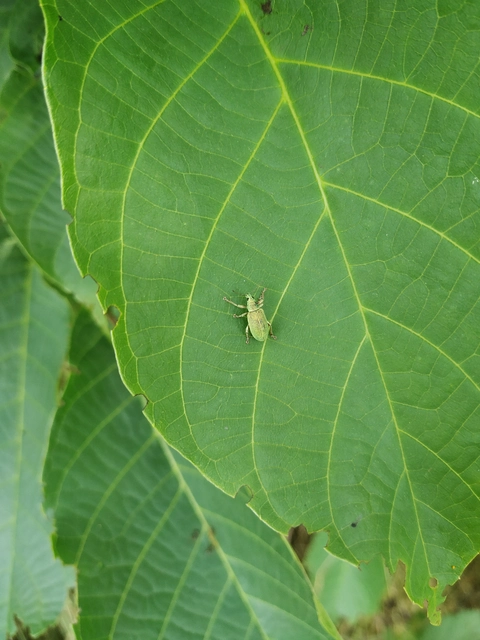 Polydrusus formosus - selymes lombormányos
