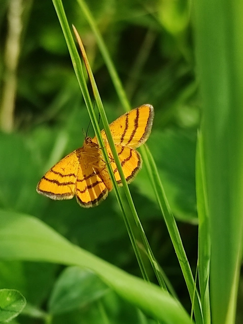 Idaea aureolaria - aranyos sávosaraszoló