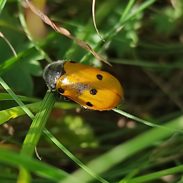 Lachnaia sexpunctata - szőrösnyakú zsákhordóbogár