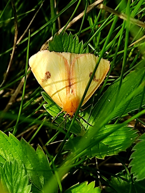 Diacrisia sannio - vörösszélű medvelepke
