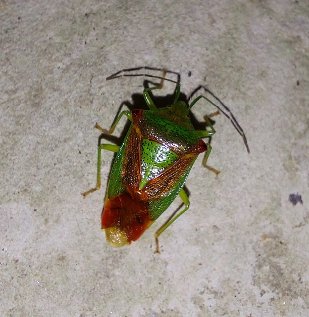 Acanthosoma haemorrhoidale - nagy dajkapoloska Acanthosoma haemorrhoidale - nagy dajkapoloska