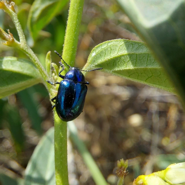Chrysochus asclepiadeus - tündöklő méreggyiloklevelész