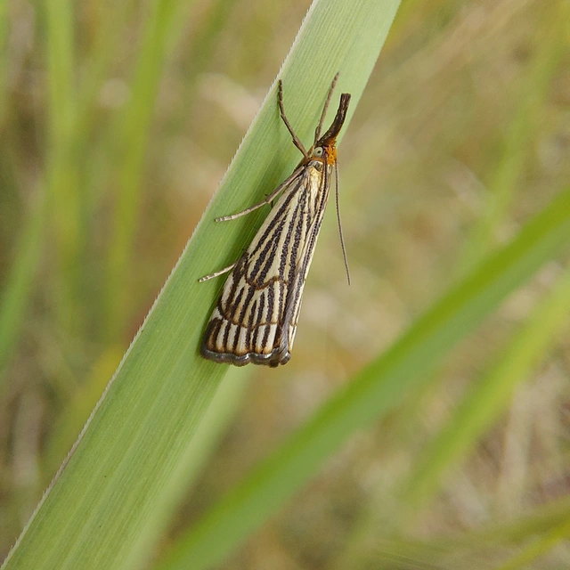 Chrysocramboides craterella - rácsos fűgyökérmoly