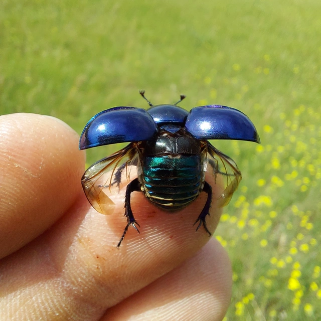Trypocopris vernalis - tavaszi álganéjtúró