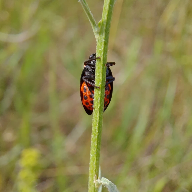 Cercopis sanguinolenta