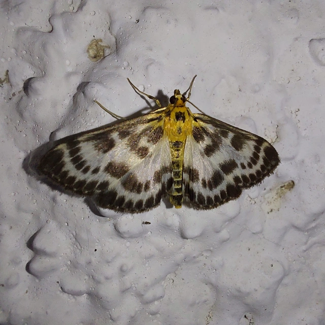 Anania hortulata - tarka csalánmoly