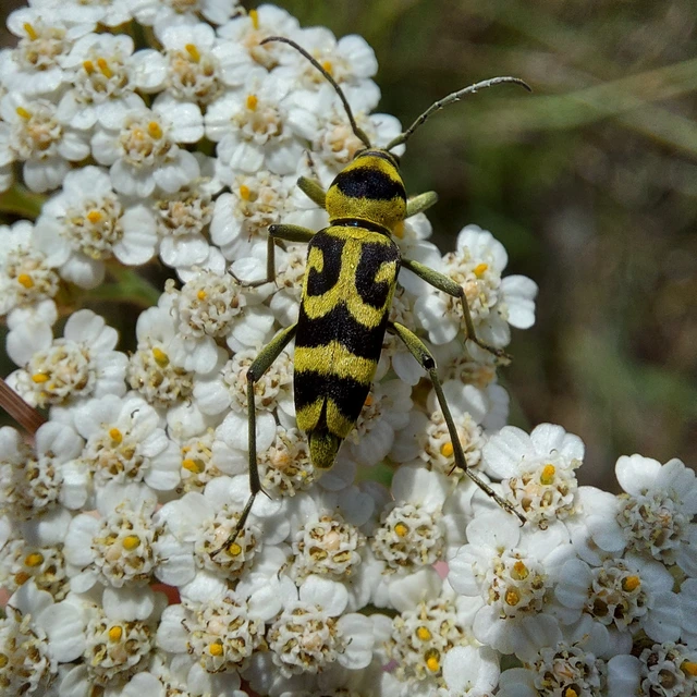 Chlorophorus varius - díszes darázscincér