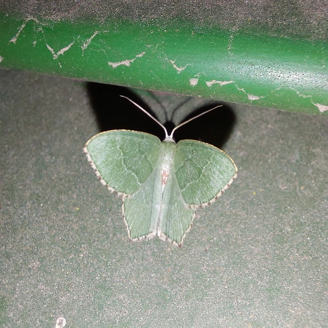 Hemithea aestivaria - nyír-zöldaraszoló