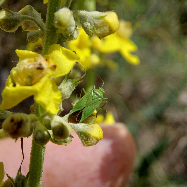 Calocoris affinis