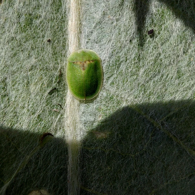 Cassida rubiginosa - lapos pajzsbogár Cassida rubiginosa - lapos pajzsbogár