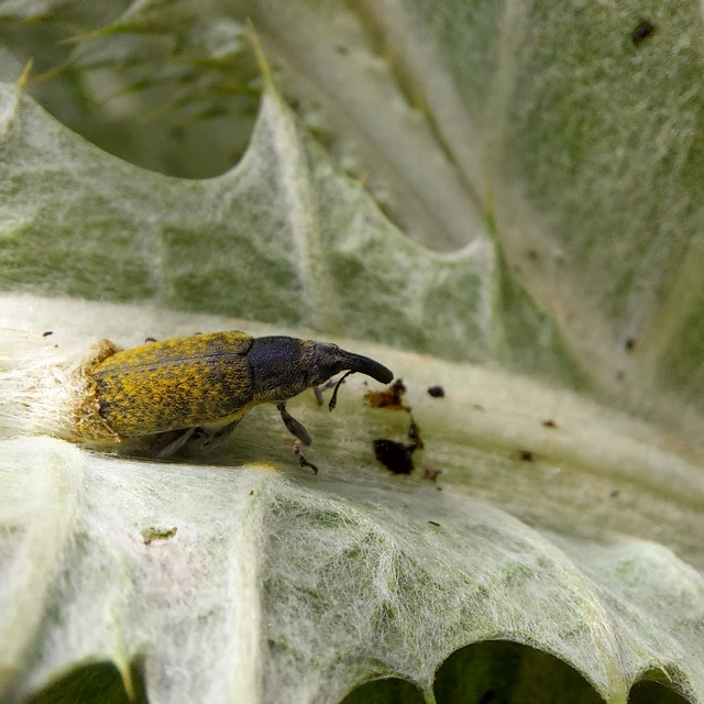 Lixus cardui - bogáncsfúró dudvabarkó