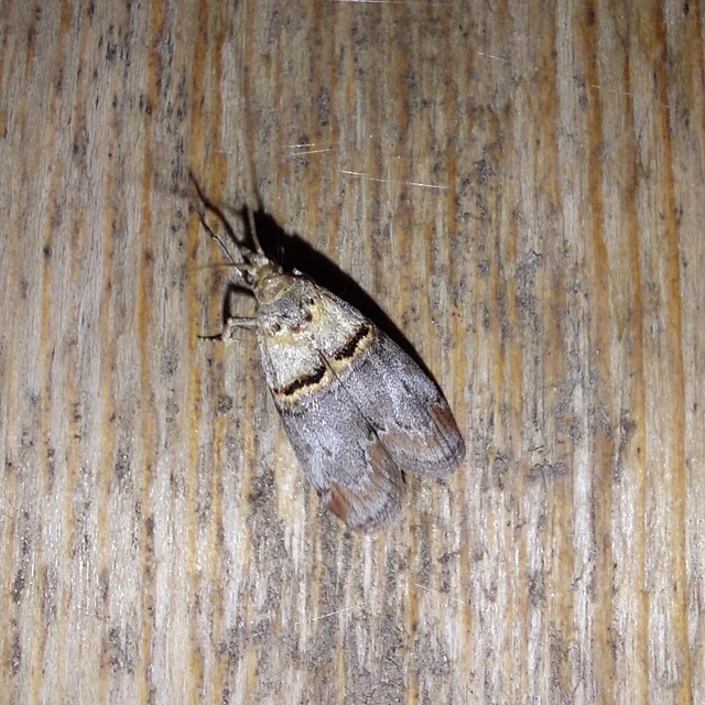 Trachonitis cristella - bokorrágó karcsúmoly