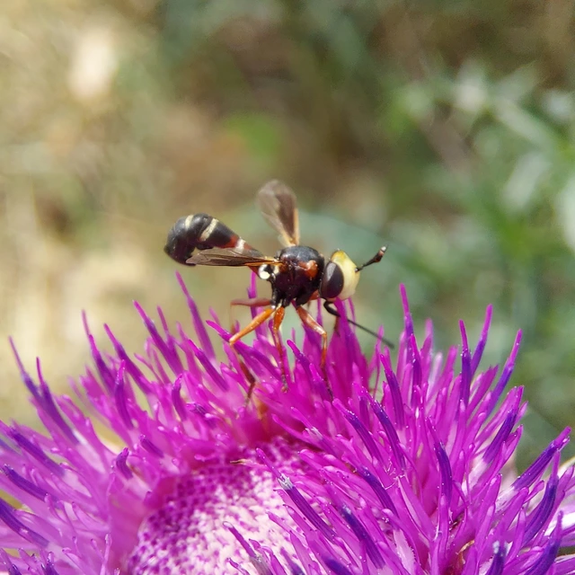 Physocephala