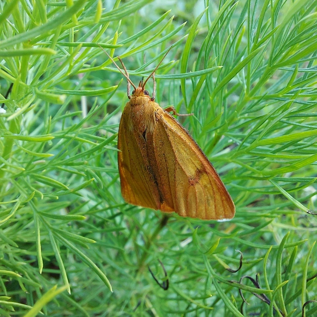 Diacrisia sannio - vörösszélű medvelepke