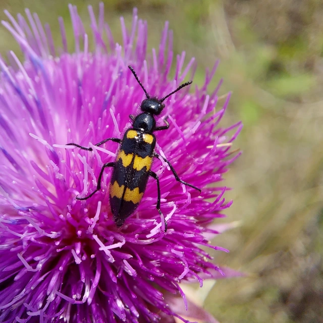 Mylabris variabilis - szalagos hólyaghúzó Mylabris variabilis - szalagos hólyaghúzó