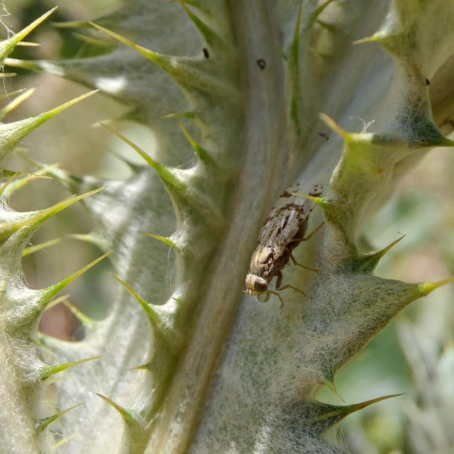 Tephritidae - fúrólégyfélék