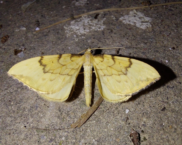 Eulithis pyraliata - sárga galajaraszoló