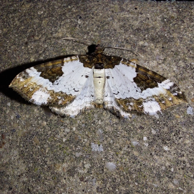 Melanthia procellata - hullámos tarkaaraszoló