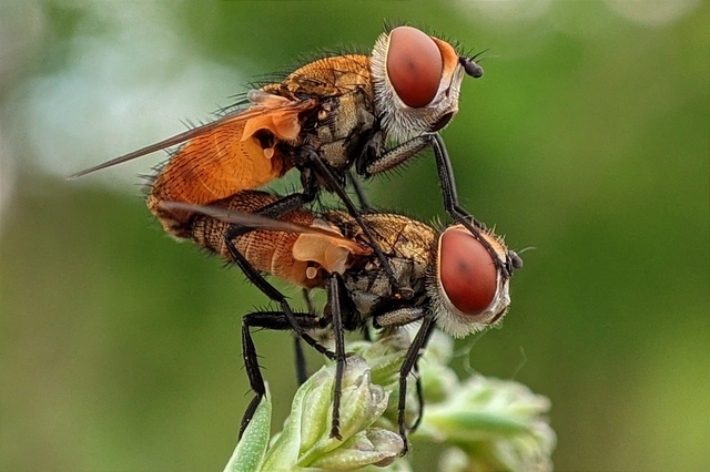 Phasiinae