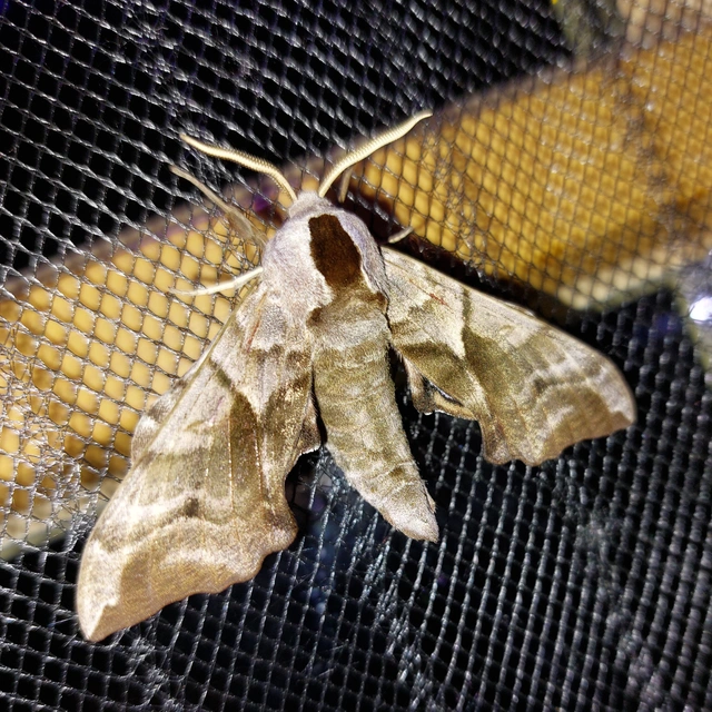Smerinthus ocellatus - esti pávaszem
