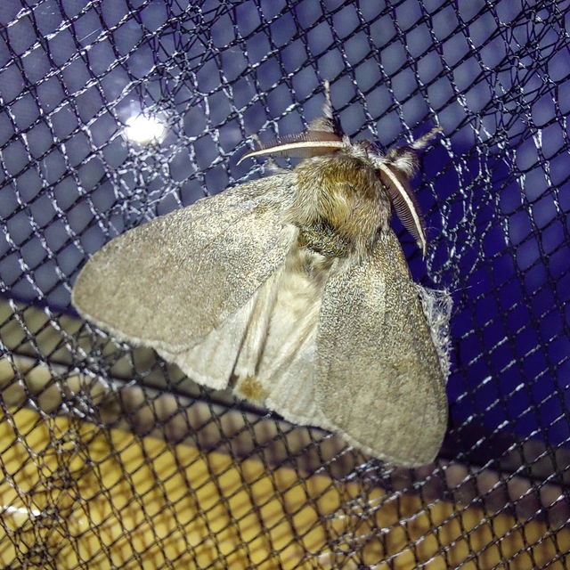 Calliteara pudibunda - hamvasszövő