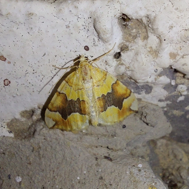 Cidaria fulvata - rózsaaraszoló