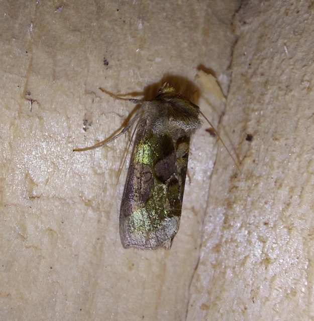 Diachrysia chrysitis - aranybagoly
