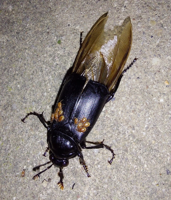 Nicrophorus humator - fekete temetőbogár