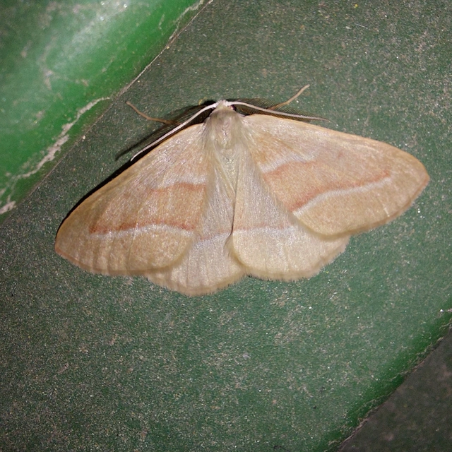 Hylaea fasciaria - erdeifenyő-sávosaraszoló