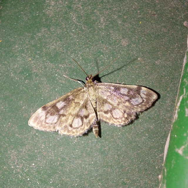 Anania coronata - koronás dudvamoly