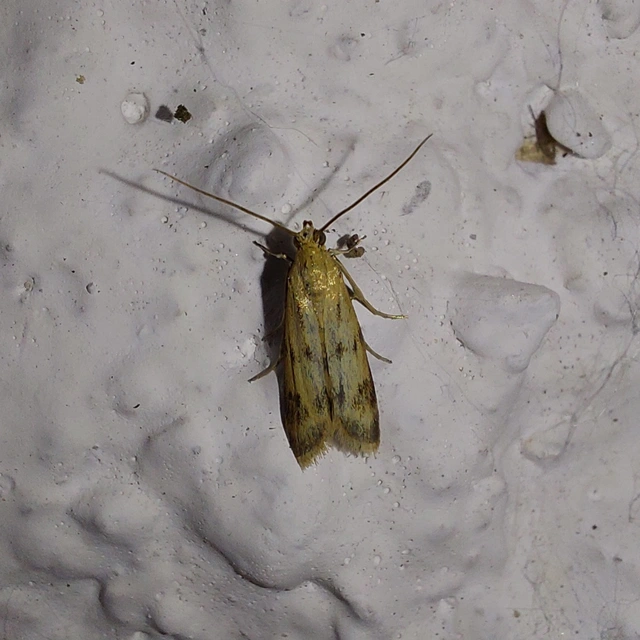 Homoeosoma sinuella - agyagsárga karcsúmoly
