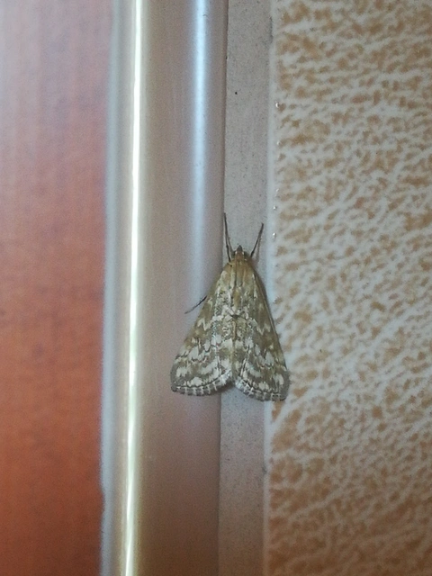 Evergestis frumentalis - tavaszi dudvamoly