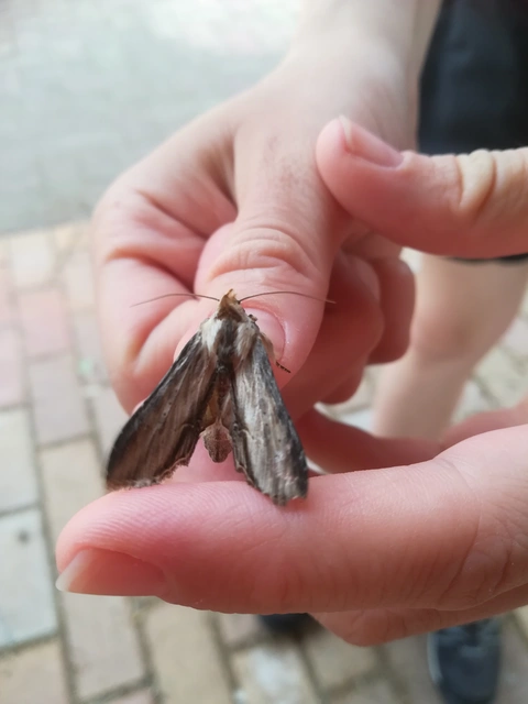 Shargacucullia lychnitis - szalmasárga csuklyásbagoly