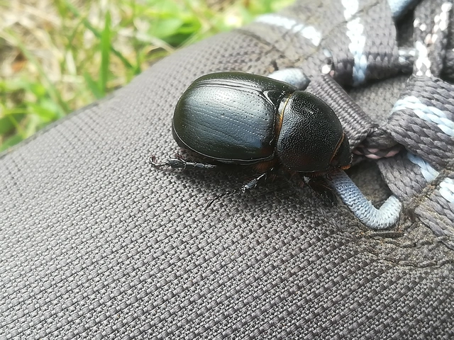 Pentodon idiota - butabogár