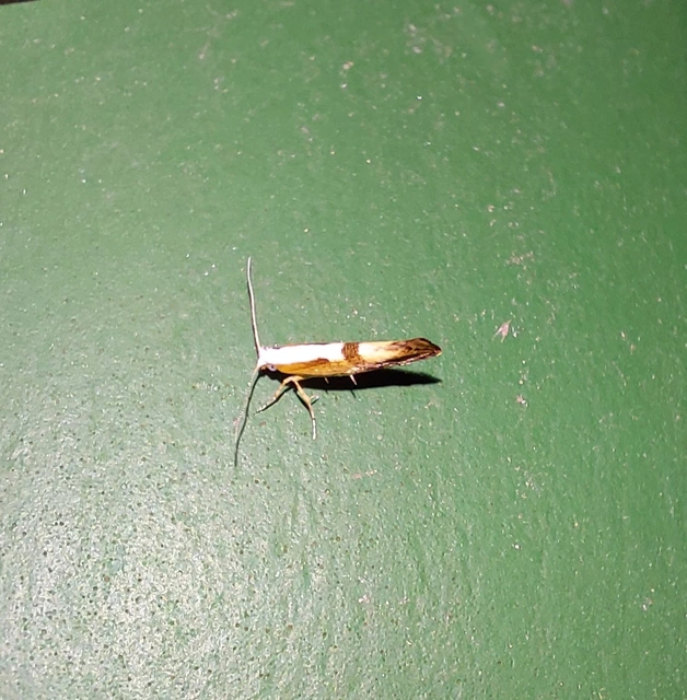 Argyresthia