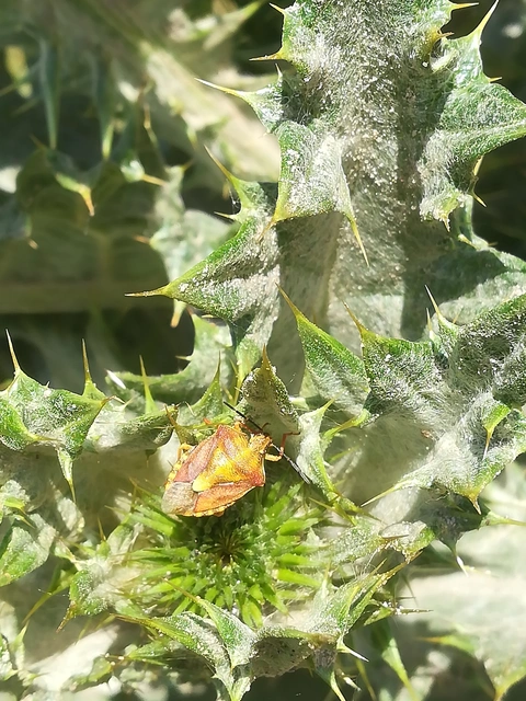 Carpocoris Carpocoris