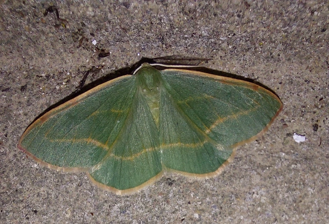 Hylaea fasciaria - erdeifenyő-sávosaraszoló
